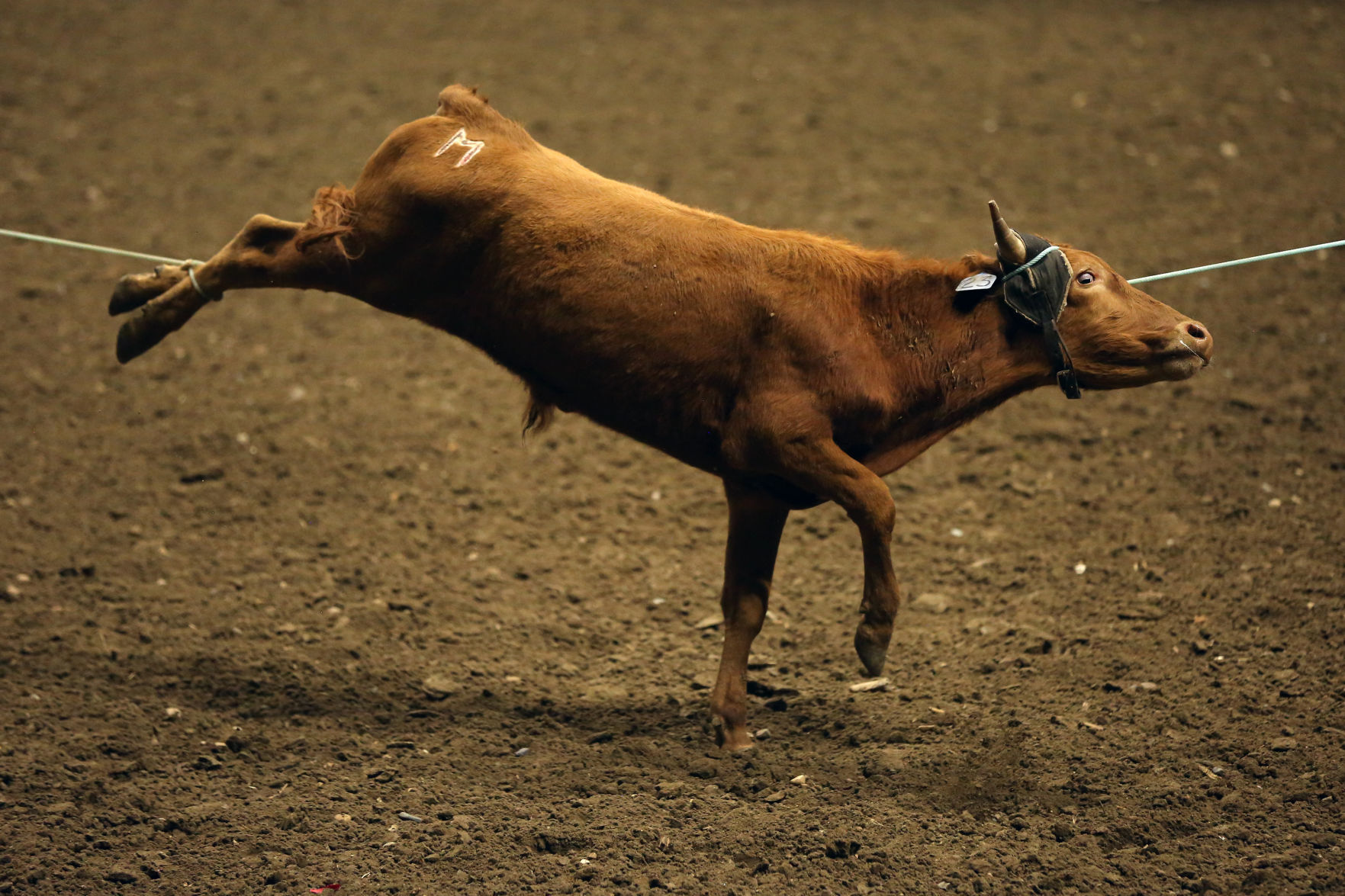 CNFR